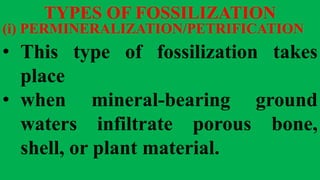 TYPES OF FOSSILIZATION
(i) PERMINERALIZATION/PETRIFICATION
• This type of fossilization takes
place
• when mineral-bearing ground
waters infiltrate porous bone,
shell, or plant material.
 