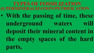 TYPES OF FOSSILIZATION
(i) PERMINERALIZATION/PETRIFICATION
• With the passing of time, these
underground waters will
deposit their mineral content in
the empty spaces of the hard
parts,
 
