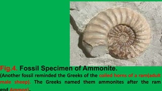 Fig.4. Fossil Specimen of Ammonite.
(Another fossil reminded the Greeks of the coiled horns of a ram(adult
male sheep). The Greeks named them ammonites after the ram
 