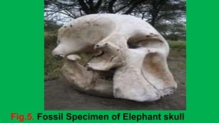 Fig.5. Fossil Specimen of Elephant skull
 