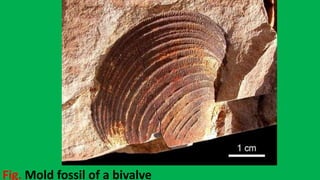 Fig. Mold fossil of a bivalve
 