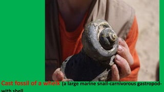 Cast fossil of a whelk (a large marine snail-carnivorous gastropod-
 