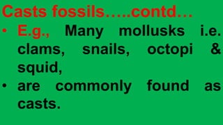 Casts fossils…..contd…
• E.g., Many mollusks i.e.
clams, snails, octopi &
squid,
• are commonly found as
casts.
 