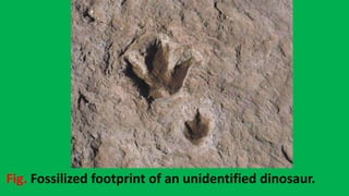 Fig. Fossilized footprint of an unidentified dinosaur.
 