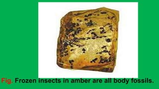 Fig. Frozen insects in amber are all body fossils.
 