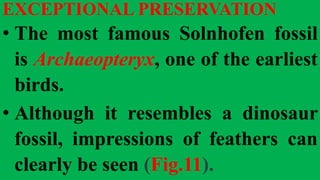 EXCEPTIONAL PRESERVATION
• The most famous Solnhofen fossil
is Archaeopteryx, one of the earliest
birds.
• Although it resembles a dinosaur
fossil, impressions of feathers can
clearly be seen (Fig.11).
 