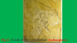 Fig.11: Fossils from Lagerstätten: Archaeopteryx
 