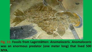 Fig. 11: Fossils from Lagerstätten: Anomalocaris. Anomalocaris
was an enormous predator (one meter long) that lived 500
MYA.
 
