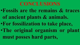 CONCLUSIONS
•Fossils are the remains & traces
of ancient plants & animals.
•For fossilization to take place,
•The original organism or plant
must posses hard parts,
 