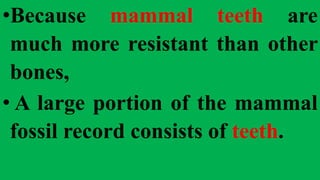 •Because mammal teeth are
much more resistant than other
bones,
• A large portion of the mammal
fossil record consists of teeth.
 