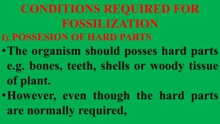 CONDITIONS REQUIRED FOR
FOSSILIZATION
I). POSSESION OF HARD PARTS
•The organism should posses hard parts
e.g. bones, teeth, shells or woody tissue
of plant.
•However, even though the hard parts
are normally required,
 