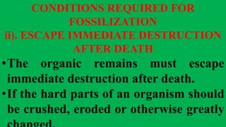 CONDITIONS REQUIRED FOR
FOSSILIZATION
ii). ESCAPE IMMEDIATE DESTRUCTION
AFTER DEATH
•The organic remains must escape
immediate destruction after death.
•If the hard parts of an organism should
be crushed, eroded or otherwise greatly
 