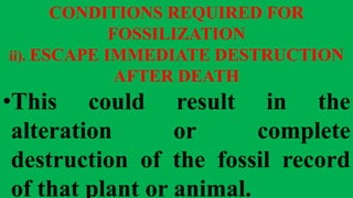 CONDITIONS REQUIRED FOR
FOSSILIZATION
ii). ESCAPE IMMEDIATE DESTRUCTION
AFTER DEATH
•This could result in the
alteration or complete
destruction of the fossil record
of that plant or animal.
 