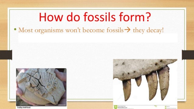 fossil notes 6th where do fossils form