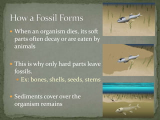  When an organism dies, its soft
parts often decay or are eaten by
animals
 This is why only hard parts leave
fossils.
 Ex: bones, shells, seeds, stems
 Sediments cover over the
organism remains
 