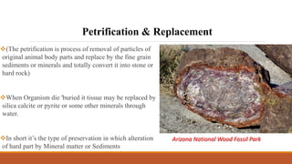 Petrification & Replacement
(The petrification is process of removal of particles of
original animal body parts and replace by the fine grain
sediments or minerals and totally convert it into stone or
hard rock)
When Organism die 'buried it tissue may be replaced by
silica calcite or pyrite or some other minerals through
water.
In short it’s the type of preservation in which alteration
of hard part by Mineral matter or Sediments
Arizona National Wood Fossil Park
 