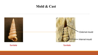 Mold & Cast
Turritela
External mould
Internal mould
Turritela
 