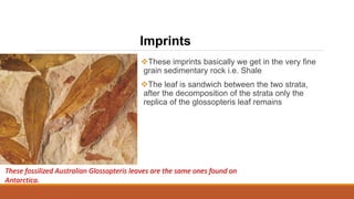 Imprints
These fossilized Australian Glossopteris leaves are the same ones found on
Antarctica.
These imprints basically we get in the very fine
grain sedimentary rock i.e. Shale
The leaf is sandwich between the two strata,
after the decomposition of the strata only the
replica of the glossopteris leaf remains
 