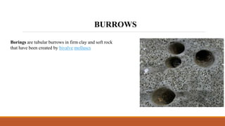 BURROWS
Borings are tubular burrows in firm clay and soft rock
that have been created by bivalve molluscs
 