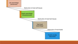 Life assemblage
(biocenosis)
Death assemblage
(thanatocenosis)
Total fossil
assemblage
Fossils actually
discovered
Destruction of most soft tissues
Destruction of most hard tissues
Destruction of most fossils
 
