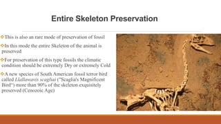 Entire Skeleton Preservation
This is also an rare mode of preservation of fossil
In this mode the entire Skeleton of the animal is
preserved
For preservation of this type fossils the climatic
condition should be extremely Dry or extremely Cold
A new species of South American fossil terror bird
called Llallawavis scagliai ("Scaglia's Magnificent
Bird“) more than 90% of the skeleton exquisitely
preserved (Cenozoic Age)
 