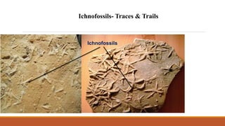 Ichnofossils- Traces & Trails
Ichnofossils
 