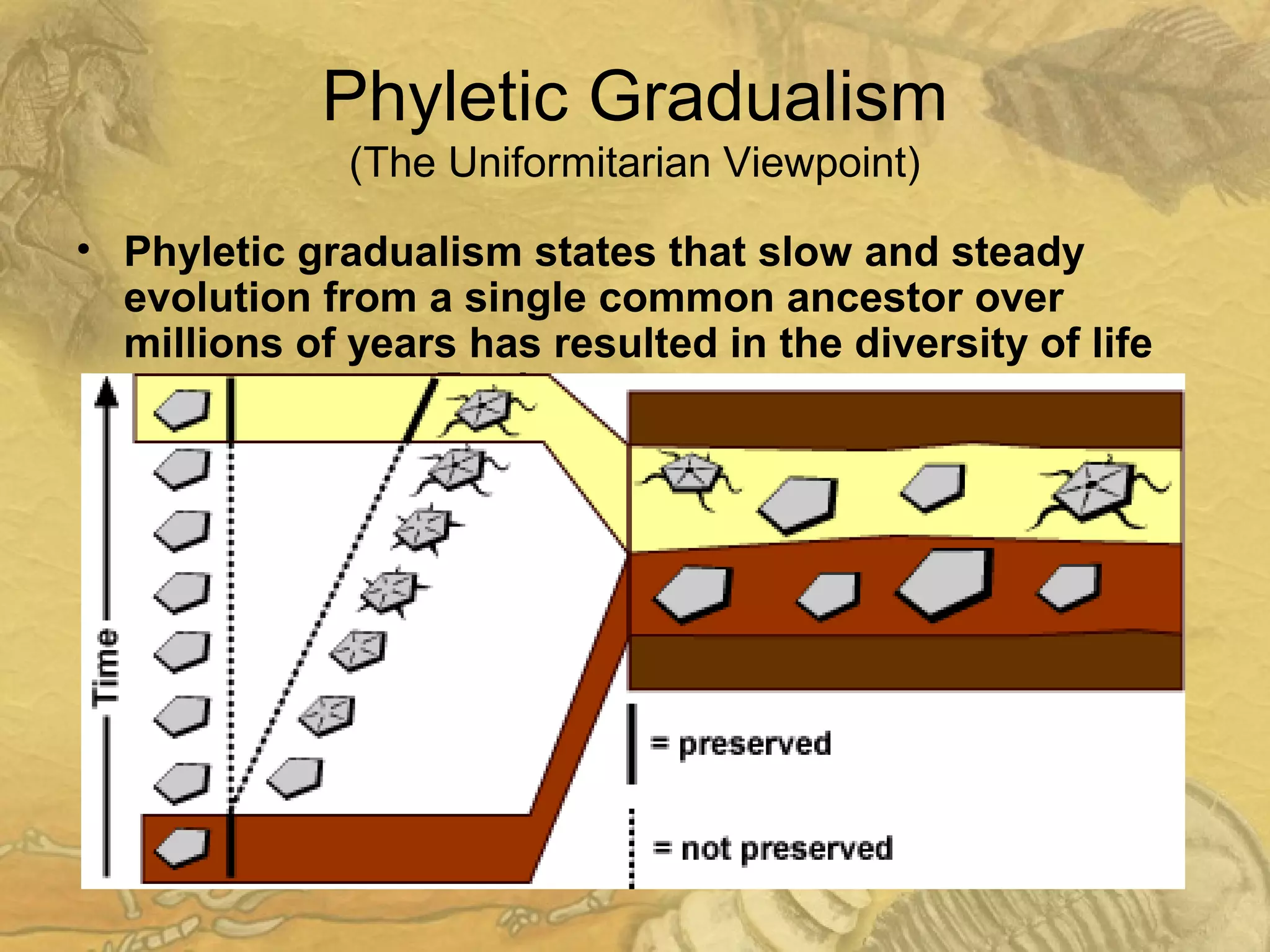 Phyletic Gradualism
(The Uniformitarian Viewpoint)
• Phyletic gradualism states that slow and steady
evolution from a single common ancestor over
millions of years has resulted in the diversity of life
we now see on Earth.
– Most rock layers on Earth have been laid down by the
same slow, steady sedimentation rates we see today.
– The “burst” of evolution seen in the fossil record
("Cambrian Explosion") is simply a geological illusion.
• It only looks like a burst because a lot of time (i.e. 5 million
years) passed between the times when the two rock layers
were laid down.
• In this period of time, a new species gradually diverged from
its ancestor through a series of transitional forms, but these
transitional forms were not preserved (escaped fossilization).
 