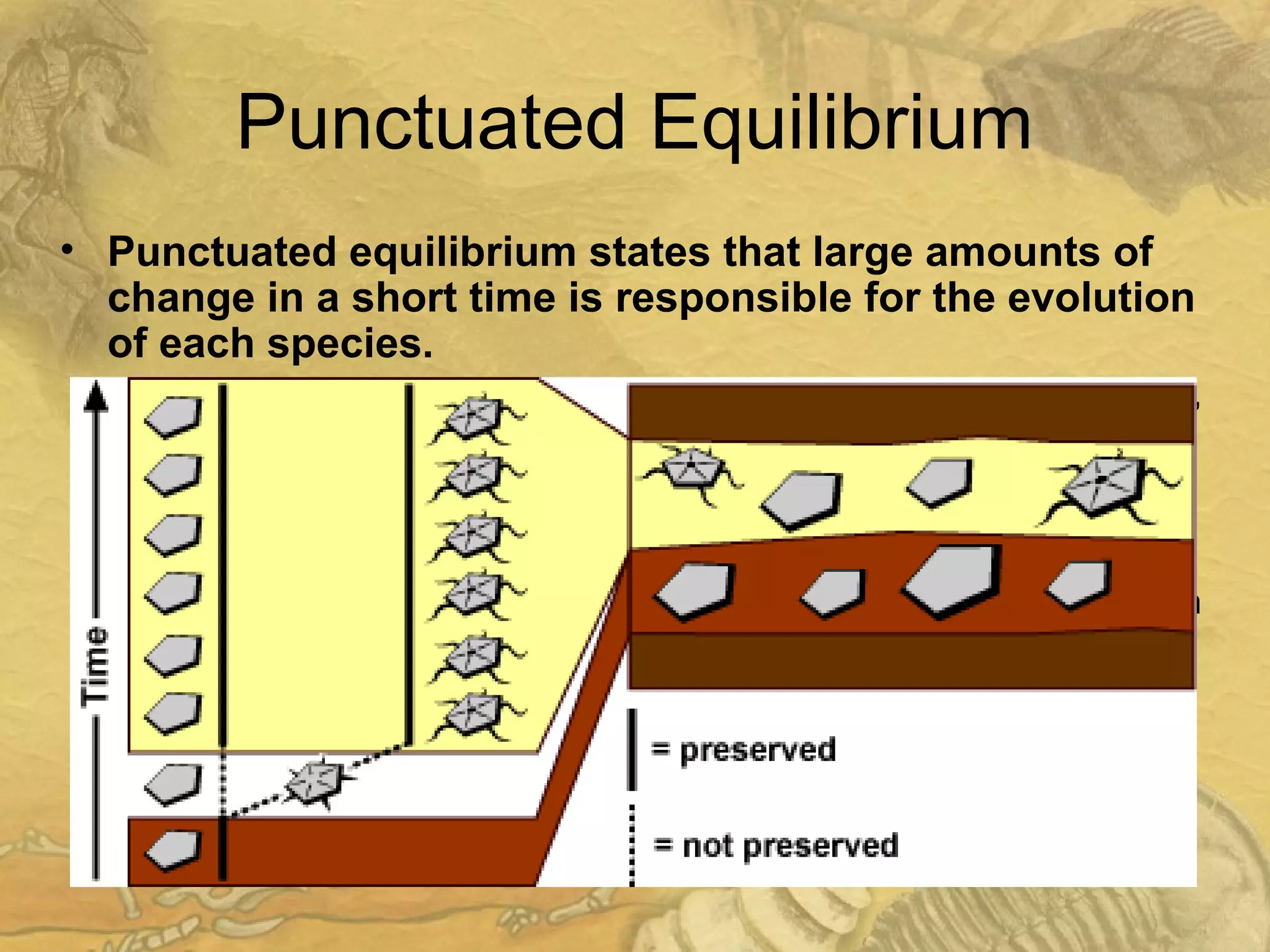 Punctuated Equilibrium
• Punctuated equilibrium states that large amounts of
change in a short time is responsible for the evolution
of each species.
– New species are only ~100,000 years younger than their ancestor,
and all the evolutionary change connecting them took place in this
short time.
– The “burst” of evolution is really a burst.
– Transitional forms between ancestor and new species did exist,
but for such a short amount of time that they were not preserved in
the fossil record.
 