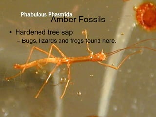 Amber Fossils Hardened tree sap Bugs, lizards and frogs found here. 