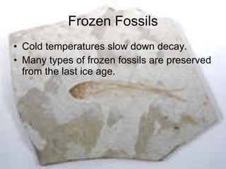 Frozen Fossils Cold temperatures slow down decay. Many types of frozen fossils are preserved from the last ice age. 