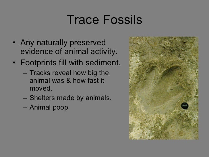 Fossils