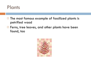 Plants The most famous example of fossilized plants is petrified wood Ferns, tree leaves, and other plants have been found, too 