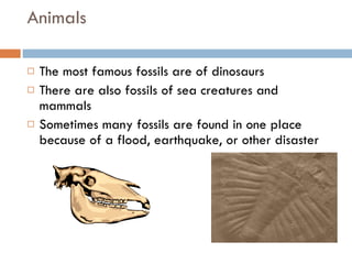 Animals The most famous fossils are of dinosaurs There are also fossils of sea creatures and mammals Sometimes many fossils are found in one place because of a flood, earthquake, or other disaster 
