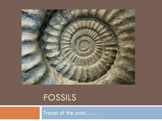 FOSSILS Traces of the past…… 