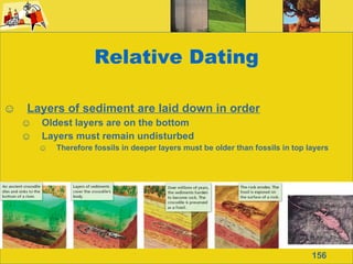 Relative Dating Layers of sediment are laid down in order Oldest layers are on the bottom Layers must remain undisturbed Therefore fossils in deeper layers must be older than fossils in top layers 156 