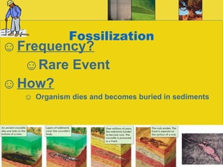 Fossilization Frequency? Rare Event How? Organism dies and becomes buried in sediments 