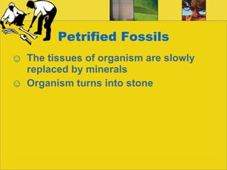 Petrified Fossils The tissues of organism are slowly replaced by minerals Organism turns into stone 