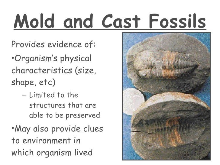 Fossils