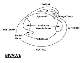BIVALVE
 