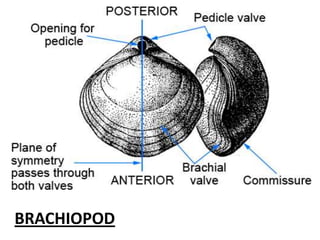 BRACHIOPOD
 