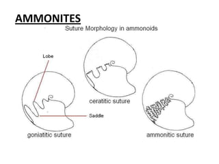 AMMONITES
 