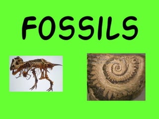 Fossils
 