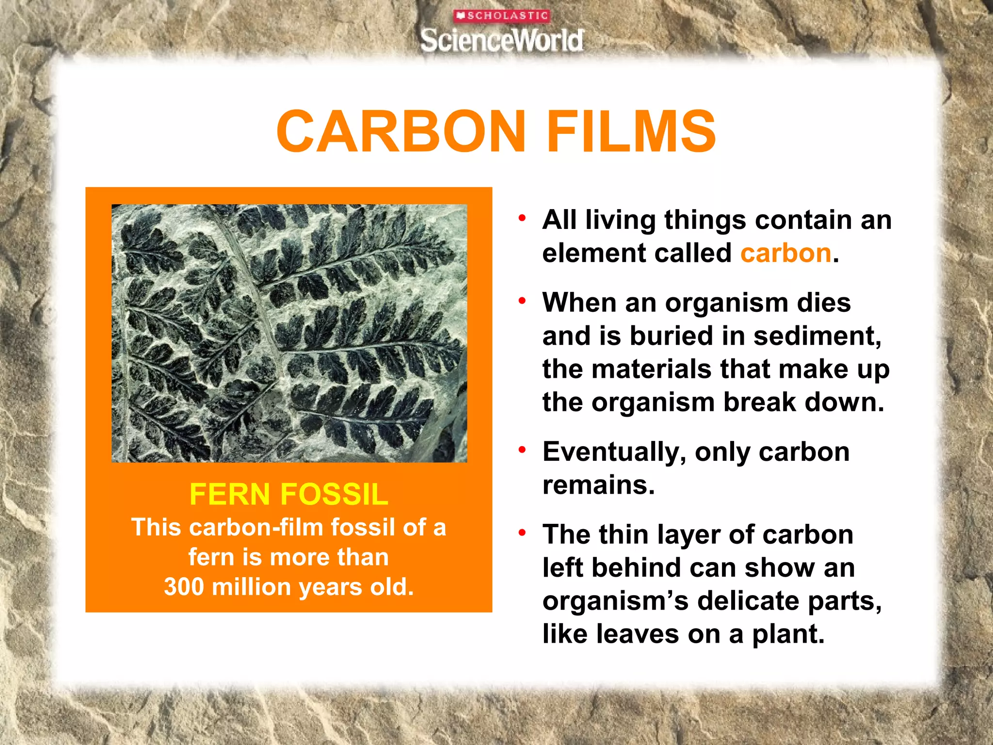 CARBON FILMS
                               • All living things contain an
                                 element called carbon.
                               • When an organism dies
                                 and is buried in sediment,
                                 the materials that make up
                                 the organism break down.
                               • Eventually, only carbon
     FERN FOSSIL                 remains.
This carbon-film fossil of a   • The thin layer of carbon
     fern is more than           left behind can show an
  300 million years old.
                                 organism’s delicate parts,
                                 like leaves on a plant.
 