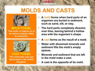 MOLDS AND CASTS
                               • A mold forms when hard parts of an
                                 organism are buried in sediment,
                                 such as sand, silt, or clay.
   MOLD FOSSIL                 • The hard parts completely dissolve
This mold, or imprint, is of     over time, leaving behind a hollow
 an extinct mollusk called       area with the organism’s shape.
      an ammonite.
                               • A cast forms as the result of a mold.
                               • Water with dissolved minerals and
                                 sediment fills the mold’s empty
                                 spaces.
   CAST FOSSIL                 • Minerals and sediment that are left
 This ammonite cast was
                                 in the mold make a cast.
 discovered in the United
        Kingdom.               • A cast is the opposite of its mold.
 