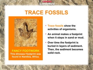 TRACE FOSSILS

                              • Trace fossils show the
                                activities of organisms.
                              • An animal makes a footprint
                                when it steps in sand or mud.
                              • Over time the footprint is
                                buried in layers of sediment.
                                Then, the sediment becomes
 FANCY FOOTWORK
This dinosaur footprint was     solid rock.
 found in Namibia, Africa.
 