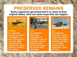 PRESERVED REMAINS
 Some organisms get preserved in or close to their
original states. Here are some ways that can happen.




Amber                 Tar                    Ice
An organism,          An organism,           An organism,
such as an insect,    such as a              such as a woolly
is trapped in a       mammoth, is            mammoth, dies in
tree’s sticky resin   trapped in a tar pit   a very cold region.
and dies. More        and dies. The tar      Its body is frozen
resin covers it,      soaks into its         in ice, which
sealing the insect    bones and stops        preserves the
inside. It hardens    the bones from         organism—even
into amber.           decaying.              its hair!
 