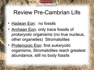 Review Pre-Cambrian Life
• Hadean Eon: no fossils
• Archean Eon: only trace fossils of
  prokaryotic organisms (no true nucleus,
  other organelles) Stromatolites
• Proterozoic Eon: first eukaryotic
  organisms, Stromatolites reach greatest
  abundance, still no body fossils

                                        15
 
