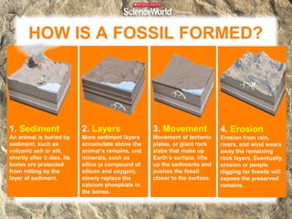 HOW IS A FOSSIL FORMED?




1. Sediment                  2. Layers               3. Movement              4. Erosion
An animal is buried by       More sediment layers    Movement of tectonic     Erosion from rain,
sediment, such as            accumulate above the    plates, or giant rock    rivers, and wind wears
volcanic ash or silt,        animal’s remains, and   slabs that make up       away the remaining
shortly after it dies. Its   minerals, such as       Earth’s surface, lifts   rock layers. Eventually,
bones are protected          silica (a compound of   up the sediments and     erosion or people
from rotting by the          silicon and oxygen),    pushes the fossil        digging for fossils will
layer of sediment.           slowly replace the      closer to the surface.   expose the preserved
                             calcium phosphate in                             remains.
                             the bones.
 