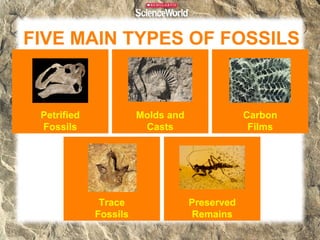 FIVE MAIN TYPES OF FOSSILS


 Petrified             Molds and               Carbon
 Fossils                Casts                   Films




              Trace                Preserved
             Fossils               Remains
 