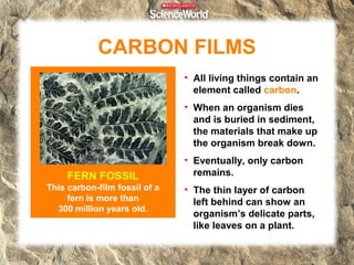 CARBON FILMS
                               • All living things contain an
                                 element called carbon.
                               • When an organism dies
                                 and is buried in sediment,
                                 the materials that make up
                                 the organism break down.
                               • Eventually, only carbon
     FERN FOSSIL                 remains.
This carbon-film fossil of a   • The thin layer of carbon
     fern is more than           left behind can show an
  300 million years old.
                                 organism’s delicate parts,
                                 like leaves on a plant.
 